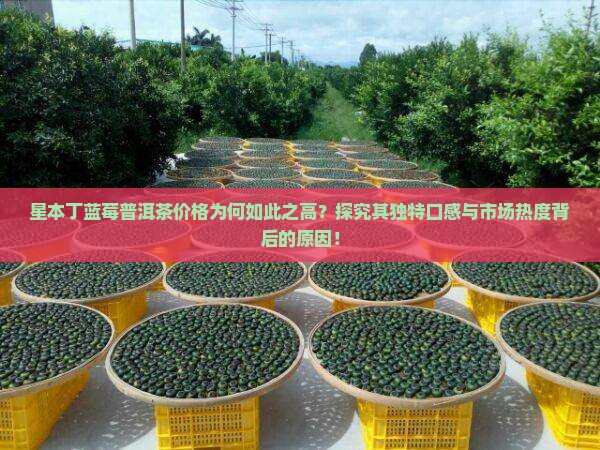 星本丁蓝莓普洱茶价格