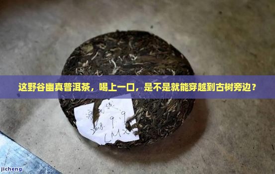 野谷幽真普洱茶