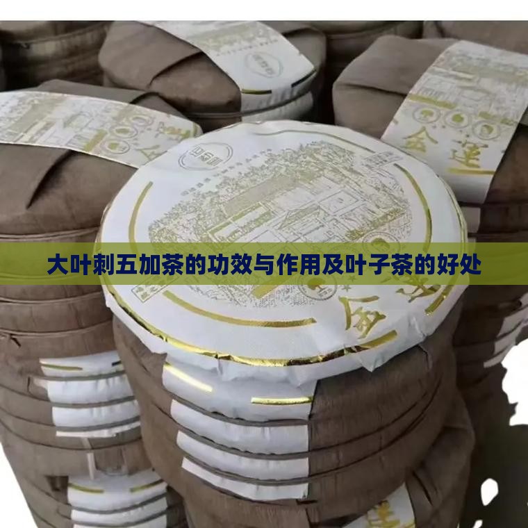 大叶刺五加茶的功效与作用