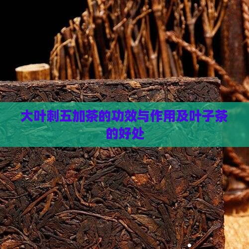 大叶刺五加茶的功效与作用