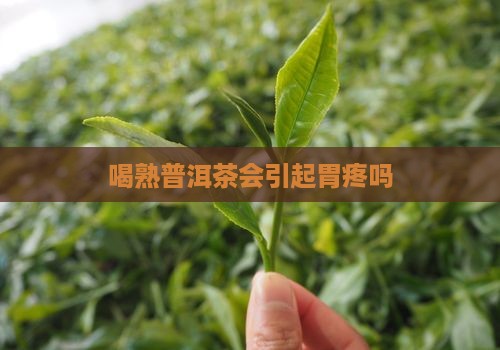 喝熟普洱茶能引起胃疼吗