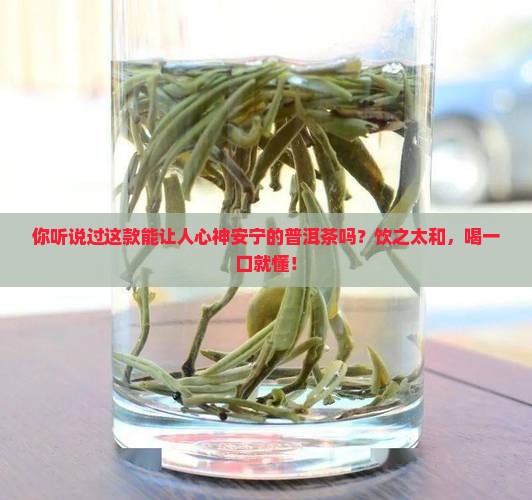 饮之太和普洱茶