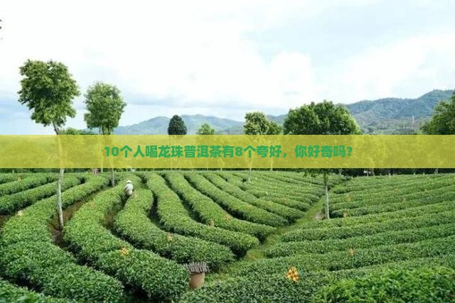 做龙珠普洱茶怎么样啊