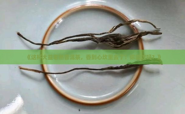 品味大益老熟普洱茶
