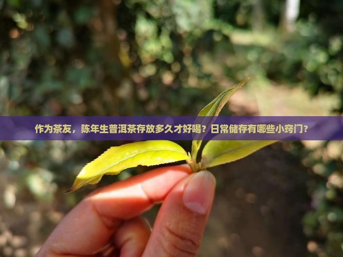 生普洱茶陈化多久呢
