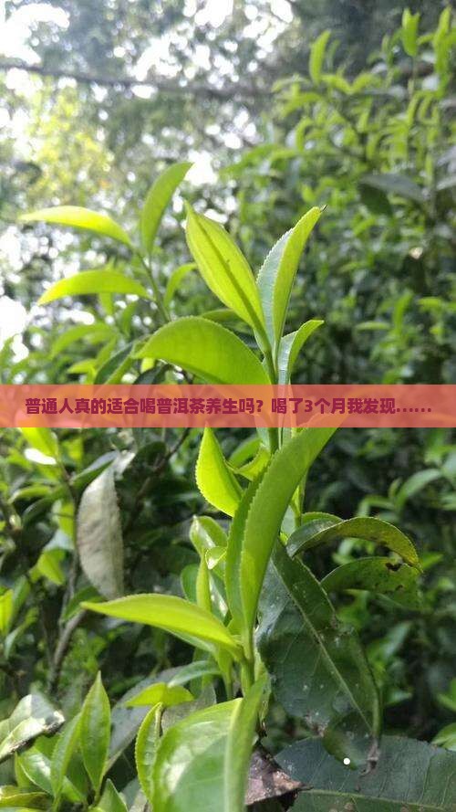 人们关于普洱茶养生的
