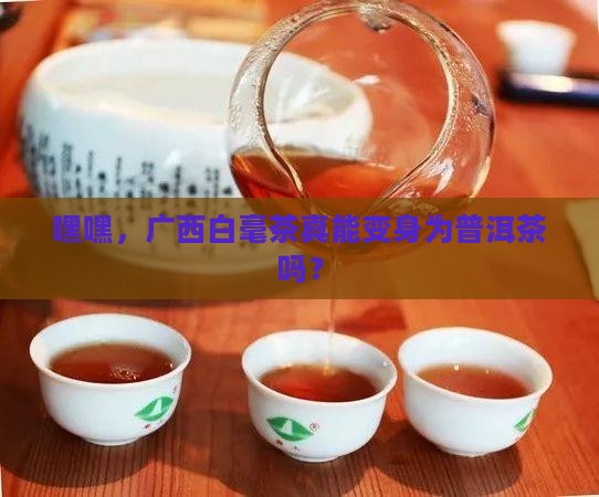 广西白毫茶可以做普洱茶吗
