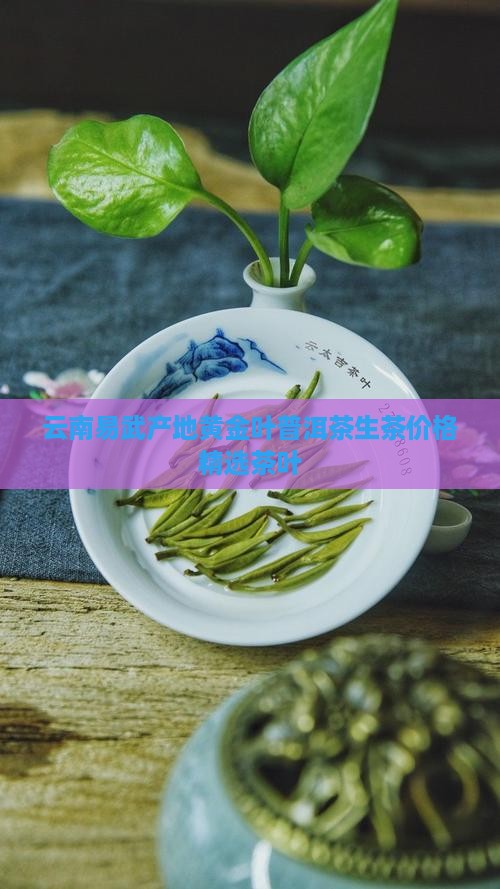 易武黄金叶普洱茶生茶