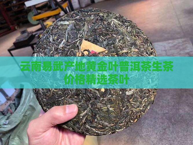 易武黄金叶普洱茶生茶