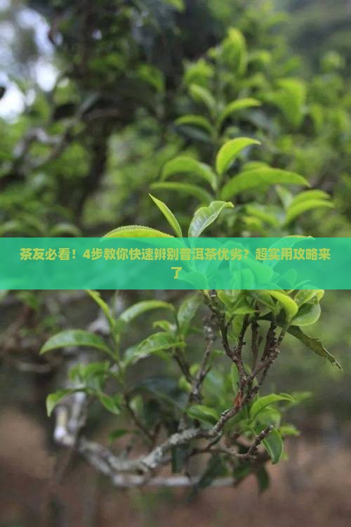 怎样区分普洱茶的品质等级