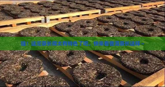普洱茶沱茶照片 普洱茶沱茶照片
