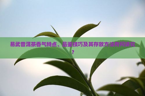 易武普洱茶香味