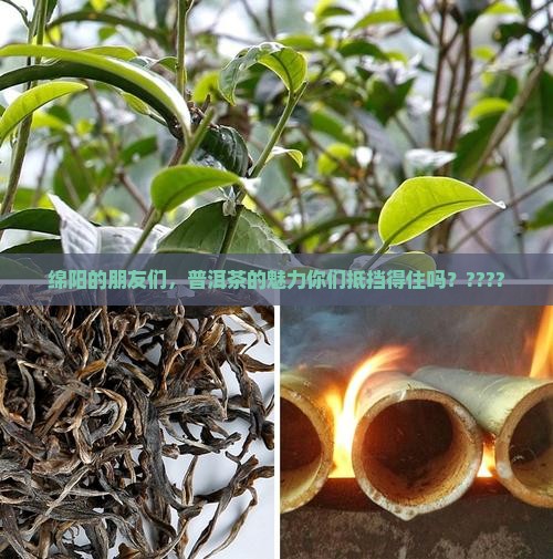 四川绵阳人喜欢喝普洱茶吗