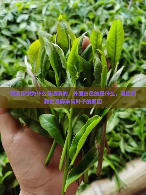 普洱茶饼为什么是透明的