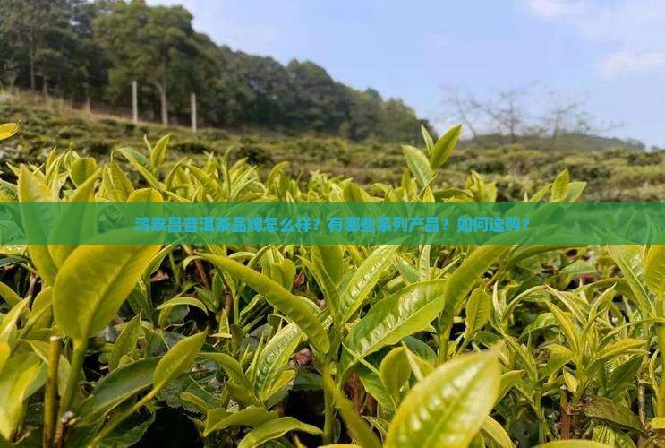 鸿泰昌普洱茶品牌