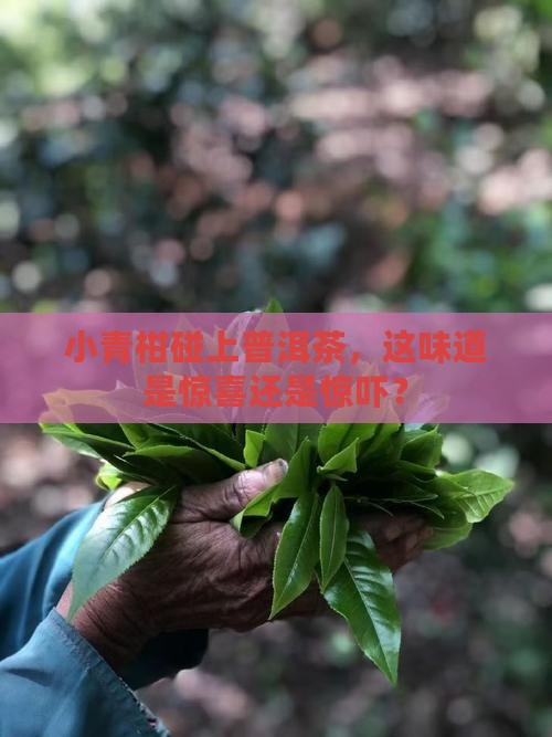 普洱茶小青柑的滋味