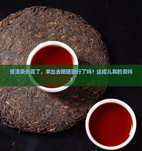 普洱茶发霉可以晒吗