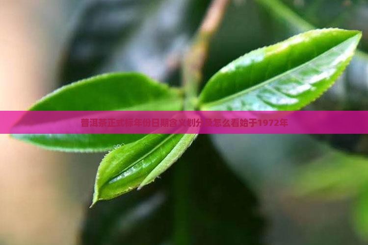 普洱茶正式标年份日期