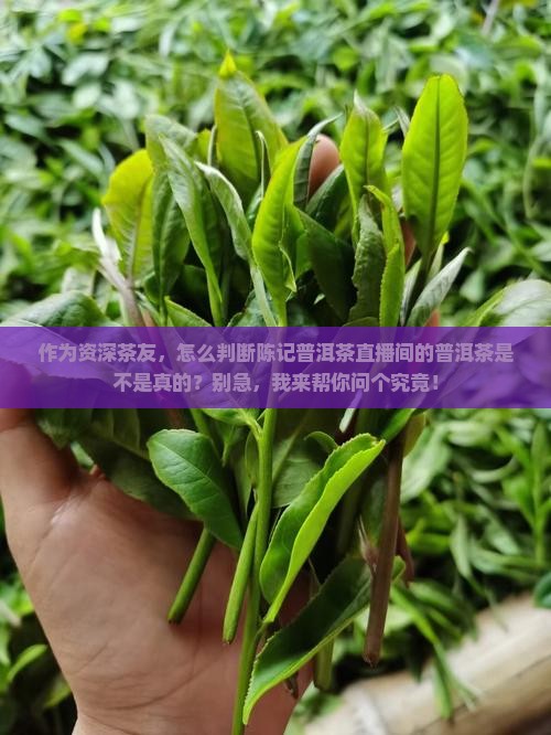 陈记普洱茶直播间是正品吗