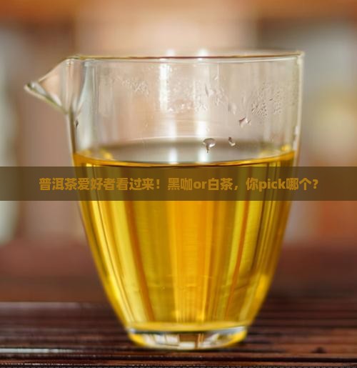普洱茶珍泡黑咖还是白茶