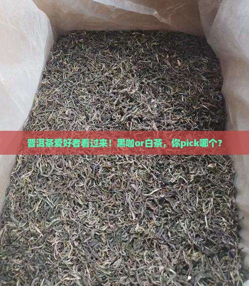 普洱茶珍泡黑咖还是白茶