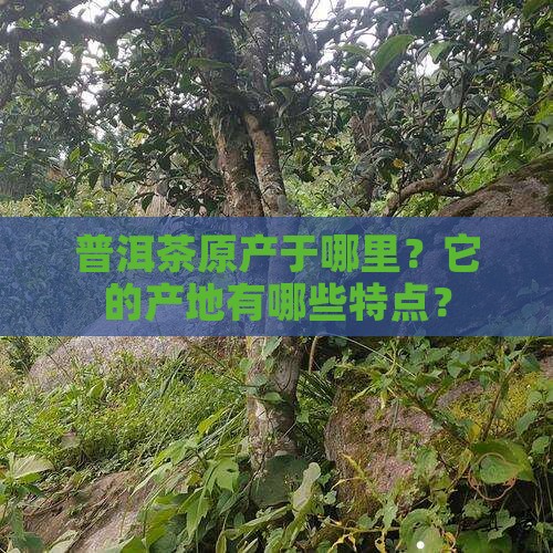 普洱茶原产于哪