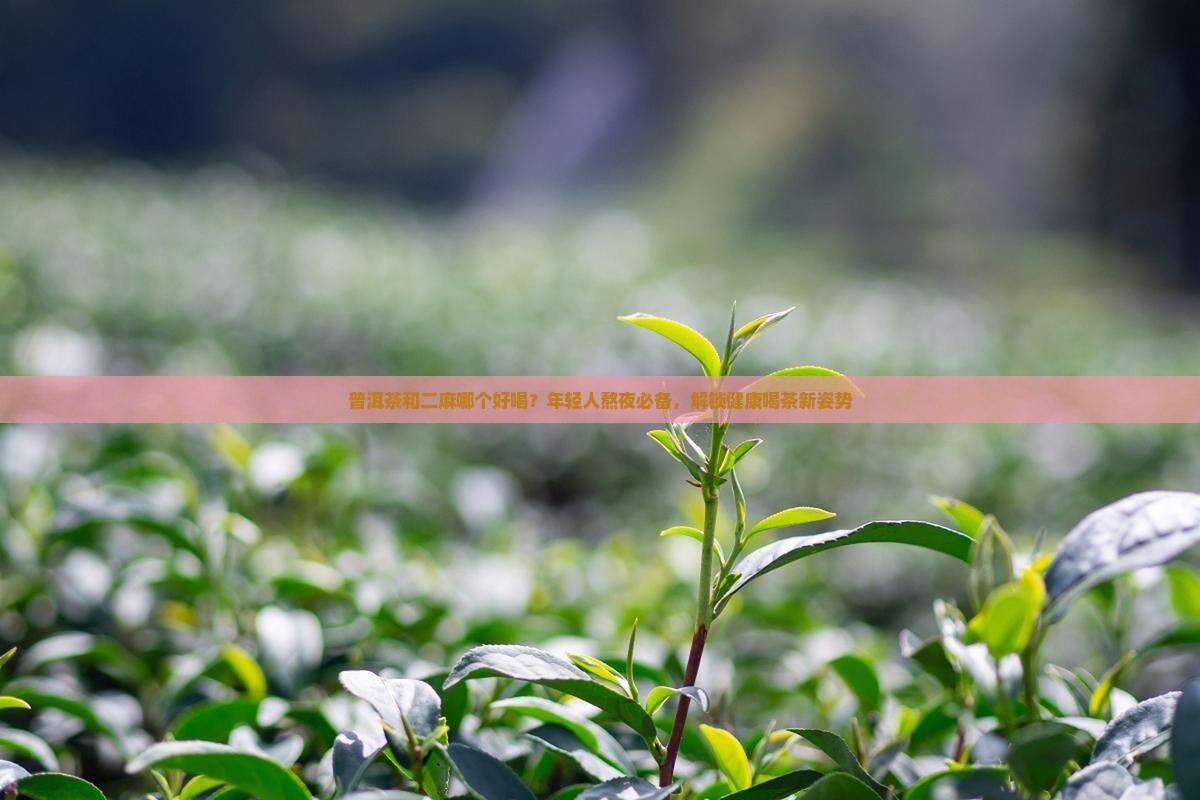 普洱茶和二麻哪个好喝
