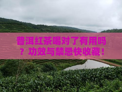 普洱红茶的功效与作用禁忌