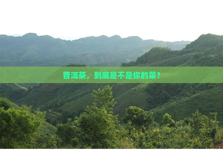 普洱茶你买来喝 普洱茶你买来喝