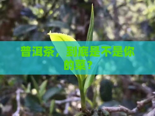 普洱茶你买来喝 普洱茶你买来喝
