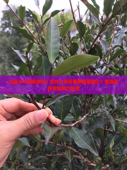 大益七子饼茶冰岛 大益七子饼茶冰岛