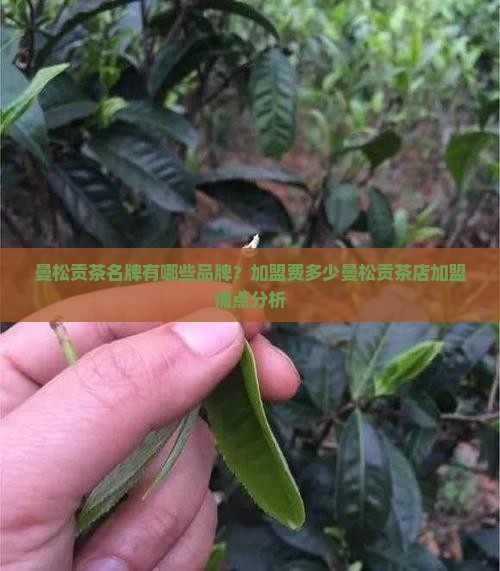 曼松贡茶名牌有哪些品牌
