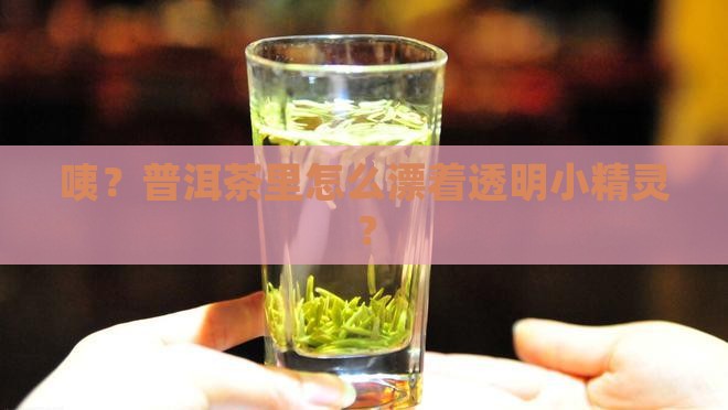 普洱茶有透明的漂浮物