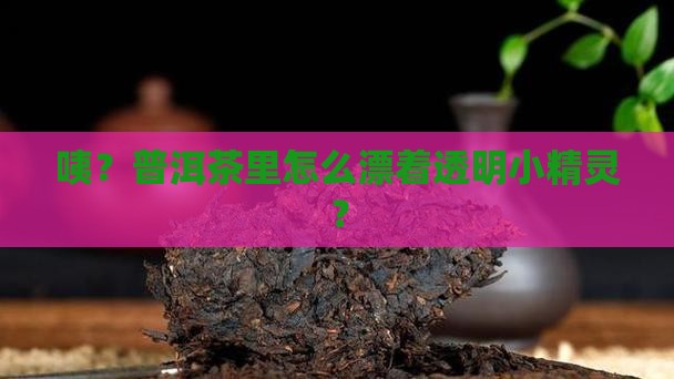 普洱茶有透明的漂浮物