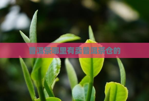 哪里有普洱茶仓子卖呀