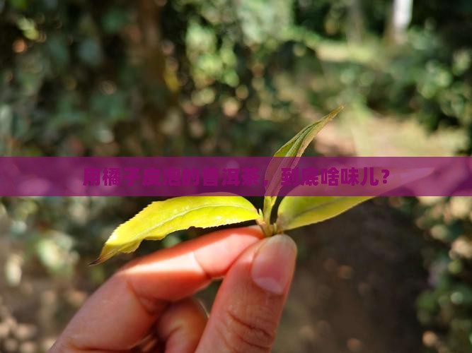 橘子皮泡的普洱茶怎么泡