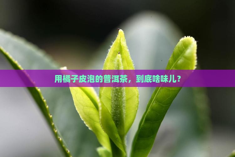 橘子皮泡的普洱茶怎么泡