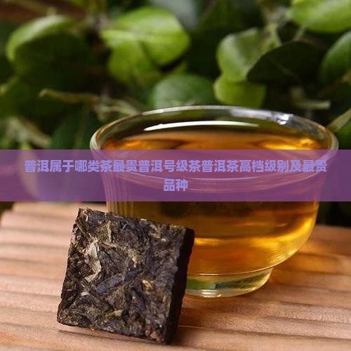 普洱属于哪类茶最贵普洱号级茶