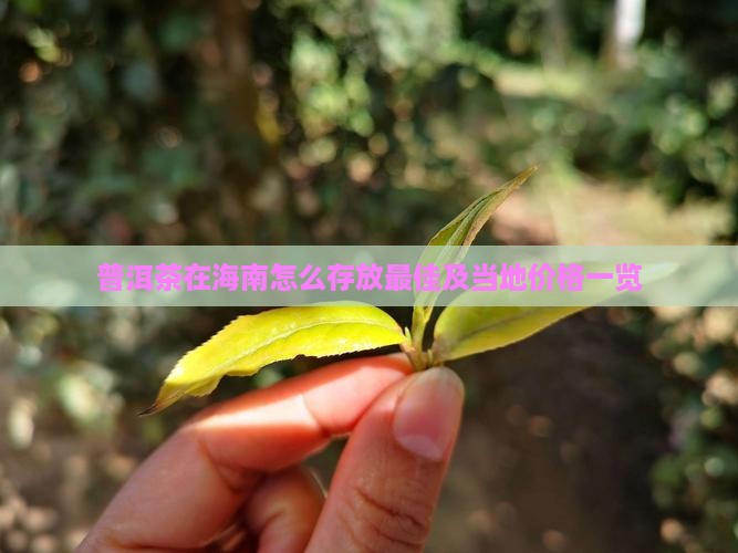 普洱茶在海南怎么存