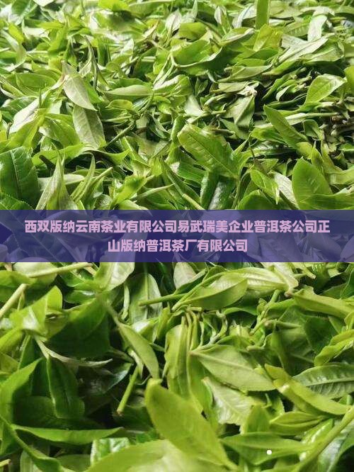 西双版纳易武瑞美茶厂