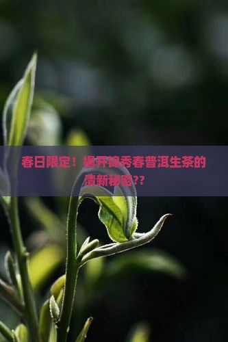 锦秀春普洱茶生茶