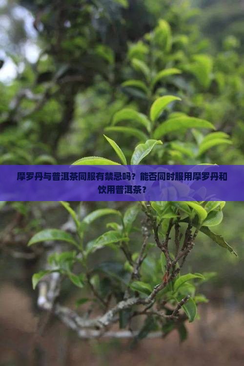 吃摩罗丹能喝普洱茶