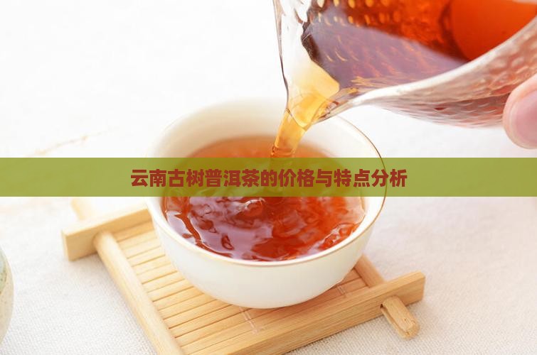 若拔赛古树普洱茶