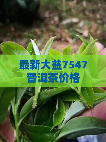7547普洱茶价格