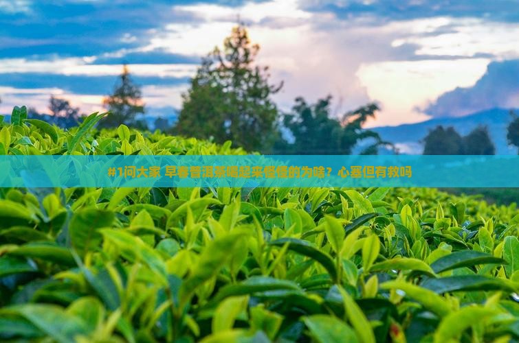 早春普洱茶不好吗