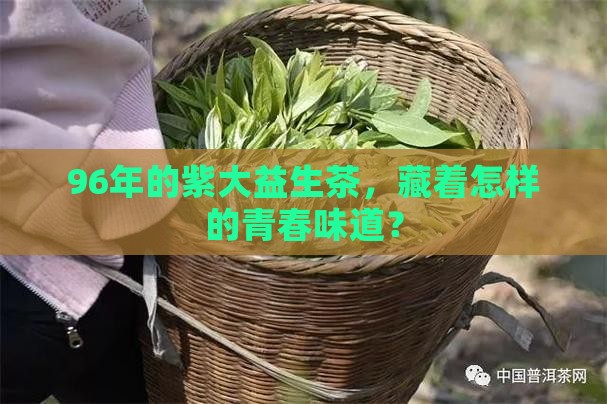 96年紫大益生茶