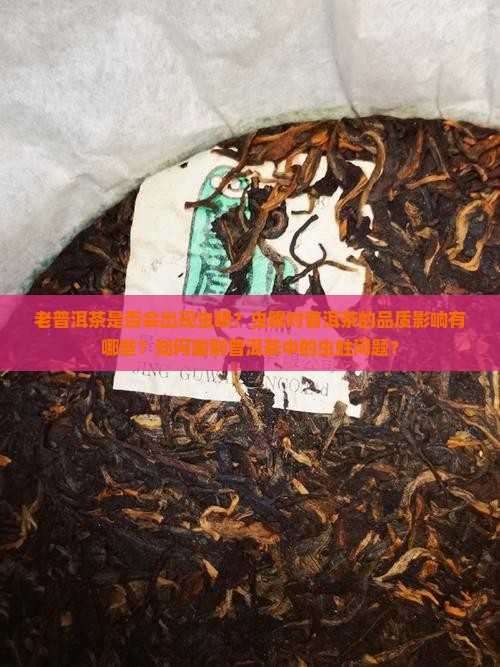 老普洱茶有虫眼吗