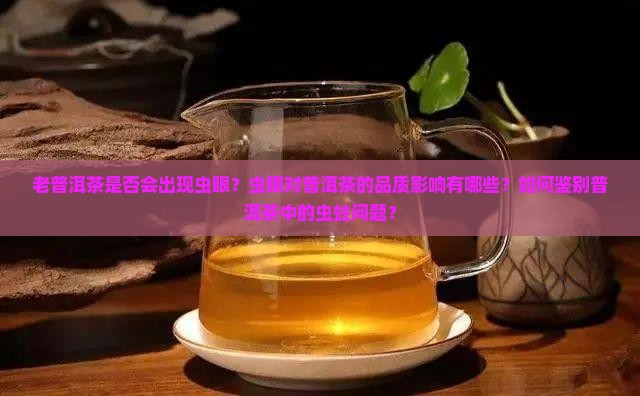老普洱茶有虫眼吗
