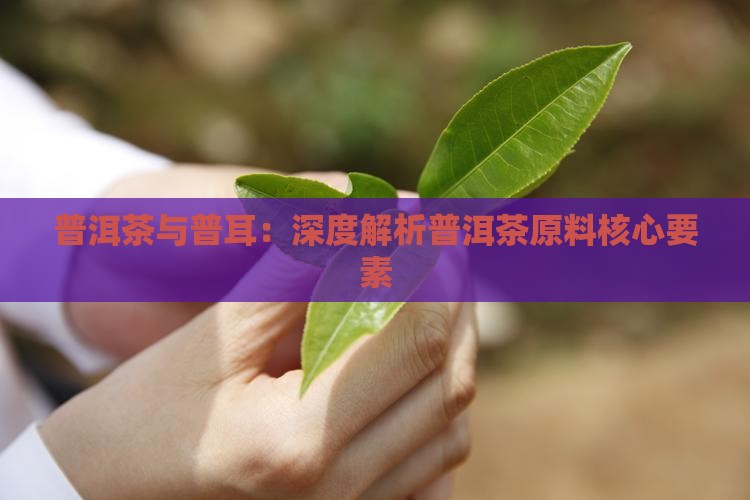 普洱茶原料要素