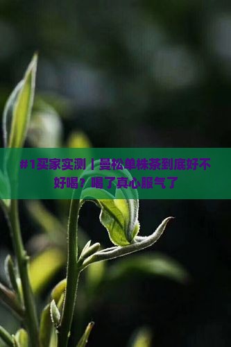 曼松单株茶好喝吗